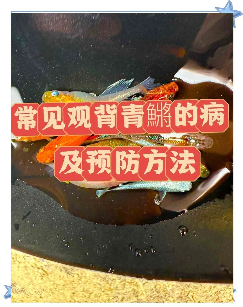 觀背青鳉瘦病能自愈嗎【觀背青瘦病如何自愈】 觀背青鳉瘦病能自愈嗎【觀背青瘦病如何自愈】 龍魚論壇 第11張