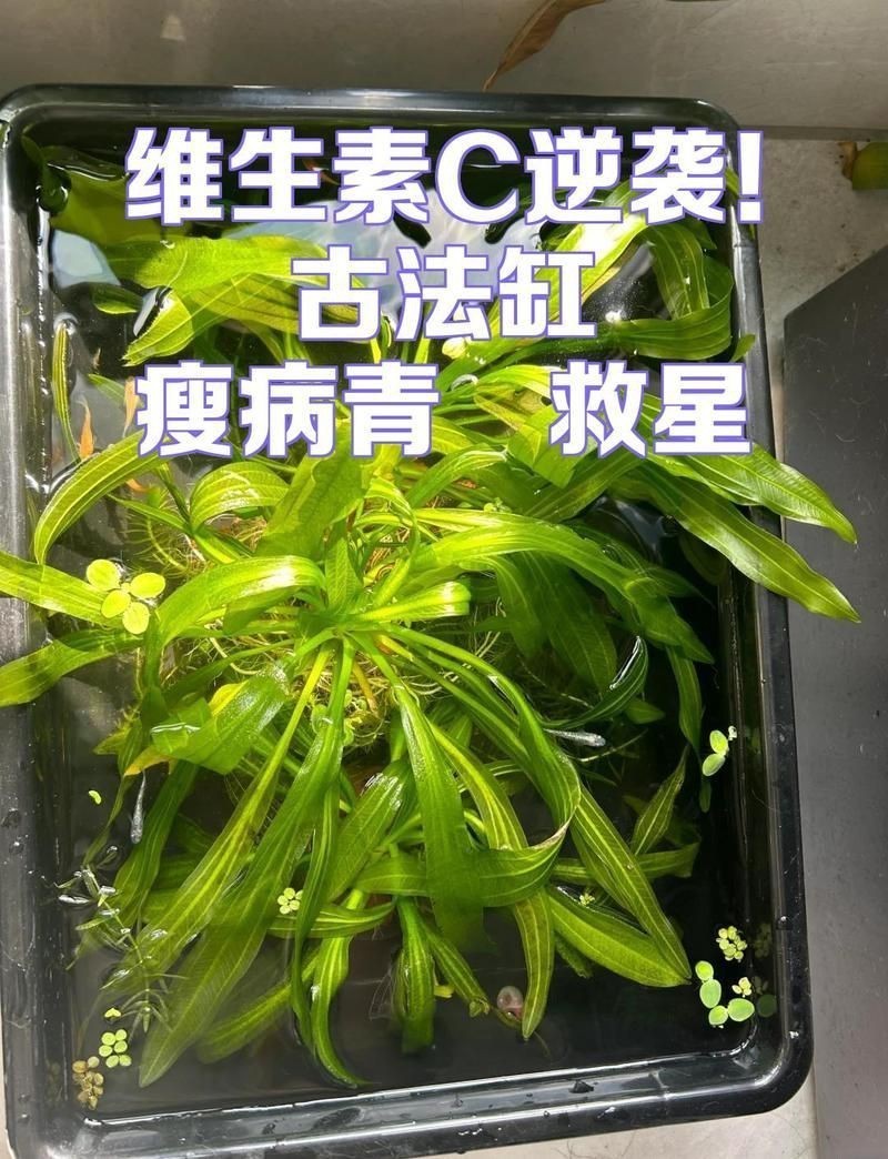 觀背青鳉瘦病能自愈嗎【觀背青瘦病如何自愈】 觀背青鳉瘦病能自愈嗎【觀背青瘦病如何自愈】 龍魚論壇 第15張