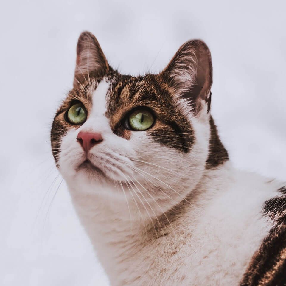 錦鯉趴缸原因及解決方法【錦鯉趴缸的7大原因與解決方案分析錦鯉趴缸癥狀】