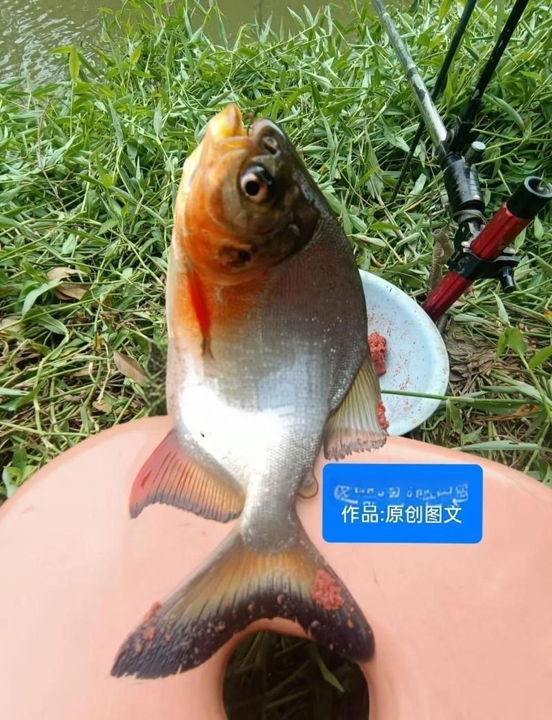 買到帶牙齒的魚像鳊魚【江西釣友，釣獲了大量有牙齒的“奇特鳊魚”】