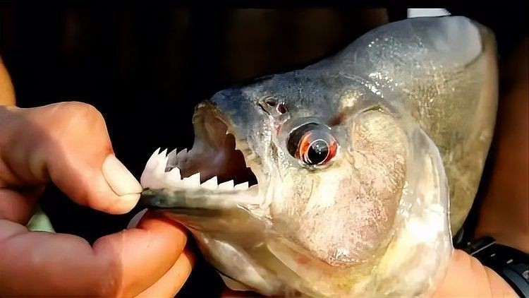 買到帶牙齒的魚像鳊魚【江西釣友，釣獲了大量有牙齒的“奇特鳊魚”】