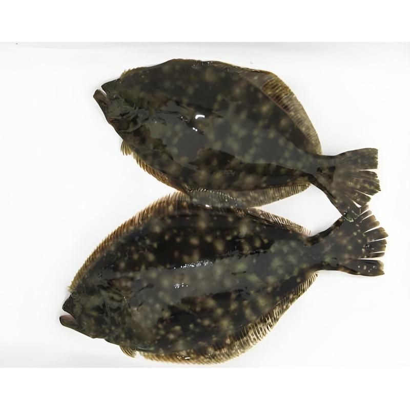 買到帶牙齒的魚像鳊魚【江西釣友，釣獲了大量有牙齒的“奇特鳊魚”】