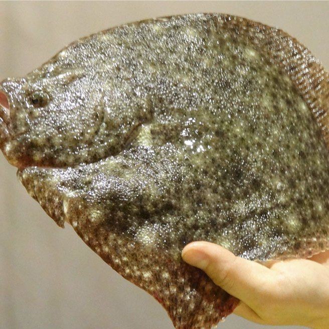 買到帶牙齒的魚像鳊魚【江西釣友，釣獲了大量有牙齒的“奇特鳊魚”】