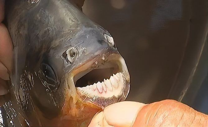買到帶牙齒的魚像鳊魚【江西釣友，釣獲了大量有牙齒的“奇特鳊魚”】