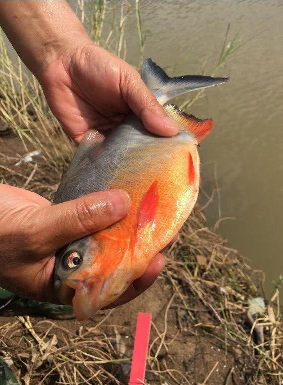 買到帶牙齒的魚像鳊魚【江西釣友，釣獲了大量有牙齒的“奇特鳊魚”】