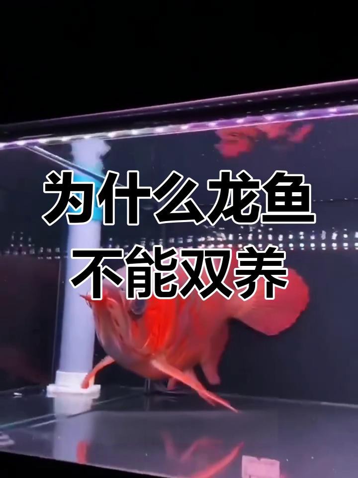 龍魚養單數還是雙數好？【龍魚為什么要養三條汪星社寵物龍魚不養奇數不養偶數】 龍魚養單數還是雙數好？【龍魚為什么要養三條汪星社寵物龍魚不養奇數不養偶數】 龍魚論壇 第3張