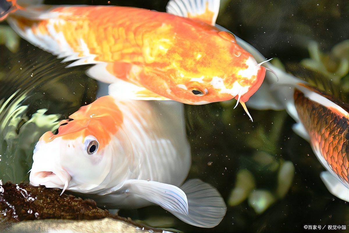 龍魚養單數還是雙數好？【龍魚為什么要養三條汪星社寵物龍魚不養奇數不養偶數】 龍魚養單數還是雙數好？【龍魚為什么要養三條汪星社寵物龍魚不養奇數不養偶數】 龍魚論壇 第7張