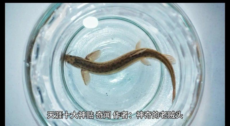 金色泥鰍魚寓意什么【金色泥鰍的寓意在古代文化中發(fā)生了一個(gè)極具哲學(xué)的象征體系】 龍魚百科 第10張 金色泥鰍魚寓意什么【金色泥鰍的寓意在古代文化中發(fā)生了一個(gè)極具哲學(xué)的象征體系】 金色泥鰍魚寓意什么【金色泥鰍的寓意在古代文化中發(fā)生了一個(gè)極具哲學(xué)的象征體系】 龍魚百科 第10張