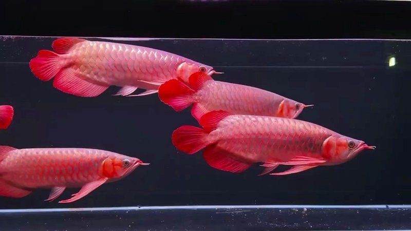 紅龍魚戰(zhàn)車所有車型【如何挑選優(yōu)質(zhì)紅龍魚】