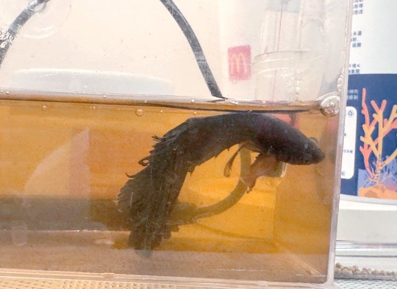土霉素對哪些魚種有效？【養魚大全,魚用土霉素正確使用方法】