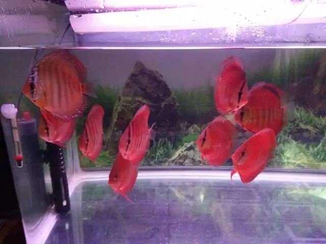 土霉素對哪些魚種有效？【養魚大全,魚用土霉素正確使用方法】