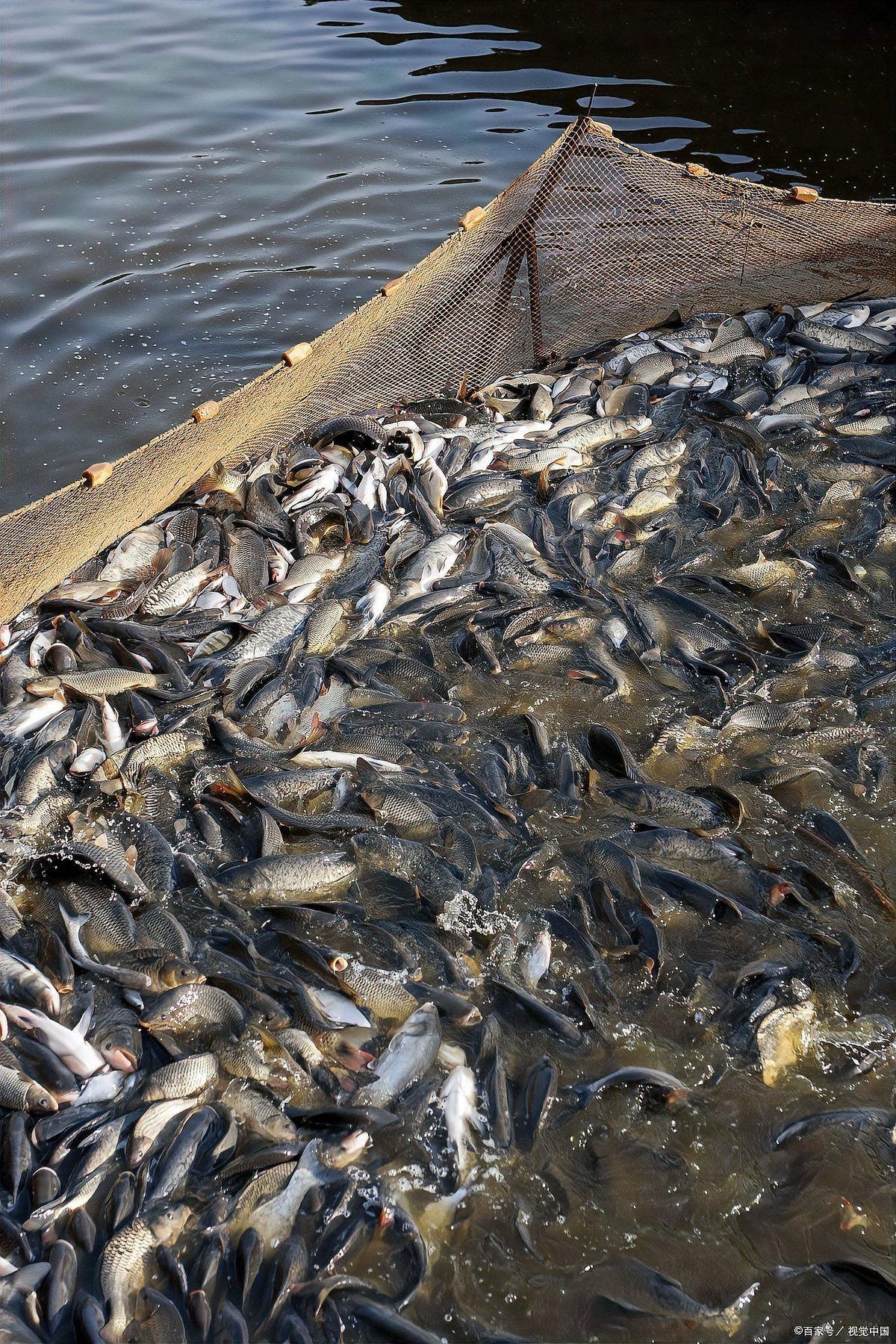土霉素對哪些魚種有效？【養魚大全,魚用土霉素正確使用方法】