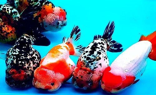 土霉素對哪些魚種有效？【養魚大全,魚用土霉素正確使用方法】