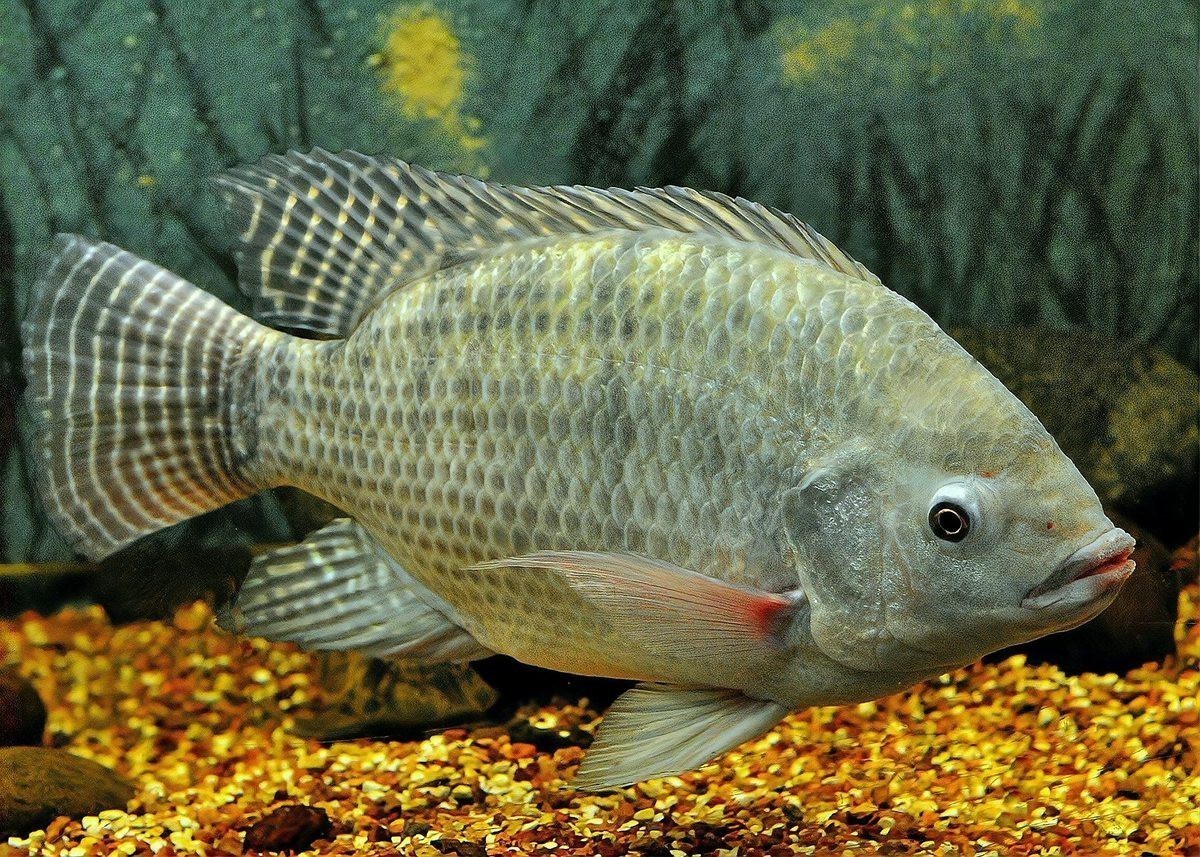 溫泉龍魚店【廣州市從化溫泉龍魚美食店】 全國水族館企業名錄 第1張 溫泉龍魚店【廣州市從化溫泉龍魚美食店】 溫泉龍魚店【廣州市從化溫泉龍魚美食店】 全國水族館企業名錄 第1張