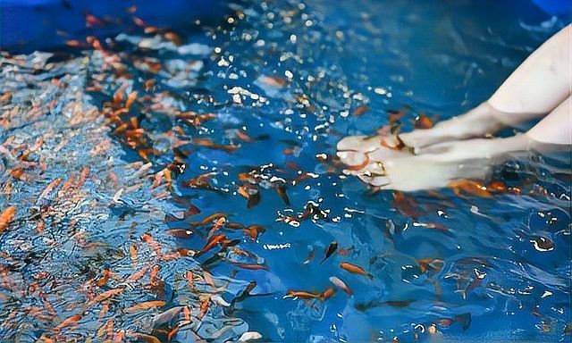 溫泉龍魚店【廣州市從化溫泉龍魚美食店】 全國水族館企業名錄 第2張 溫泉龍魚店【廣州市從化溫泉龍魚美食店】 溫泉龍魚店【廣州市從化溫泉龍魚美食店】 全國水族館企業名錄 第2張
