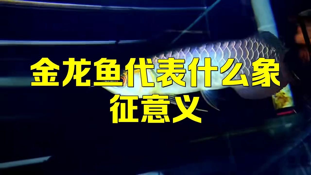 金龍魚暗示啥意思【和田玉金龍魚的寓意和象征笑容傳播者金龍魚的寓意和象征意義】 金龍魚暗示啥意思【和田玉金龍魚的寓意和象征笑容傳播者金龍魚的寓意和象征意義】 龍魚百科 第4張