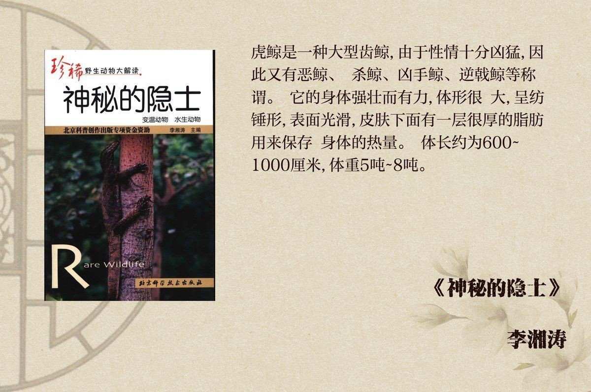 虎鯨唯一不敢惹的動物是誰【虎鯨與座頭鯨的生態互動關系】