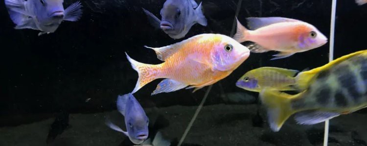 潛水艇魚為什么跳缸【智能模式回答完成調(diào)用工具：潛水艇魚跳缸是怎么回事】 潛水艇魚為什么跳缸【智能模式回答完成調(diào)用工具：潛水艇魚跳缸是怎么回事】 龍魚論壇 第3張