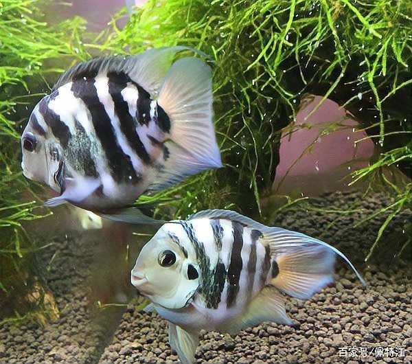 潛水艇魚為什么跳缸【智能模式回答完成調(diào)用工具：潛水艇魚跳缸是怎么回事】 潛水艇魚為什么跳缸【智能模式回答完成調(diào)用工具：潛水艇魚跳缸是怎么回事】 龍魚論壇 第4張