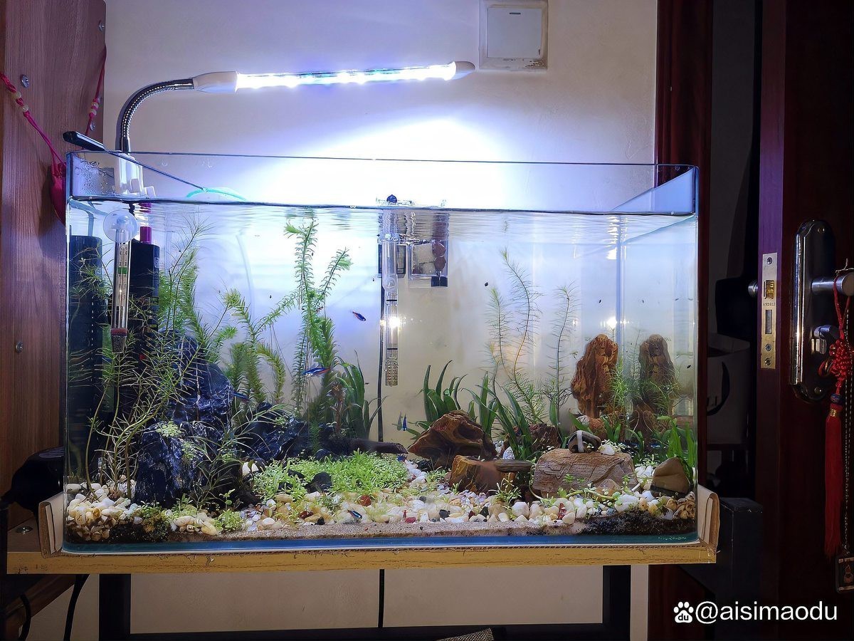 潛水艇魚為什么跳缸【智能模式回答完成調(diào)用工具：潛水艇魚跳缸是怎么回事】 潛水艇魚為什么跳缸【智能模式回答完成調(diào)用工具：潛水艇魚跳缸是怎么回事】 龍魚論壇 第5張
