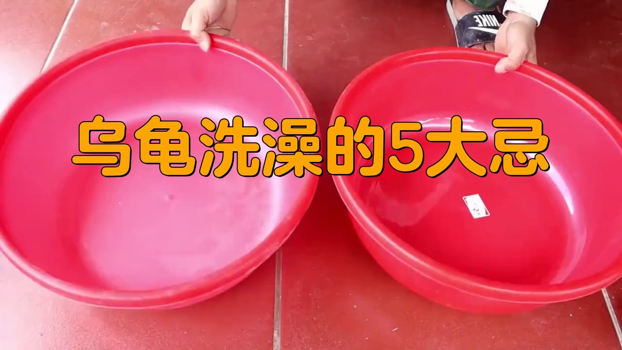 龍龜清潔時需要注意什么？【大魔王一博烏龜洗澡的5大細節與注意事項與注意事項】
