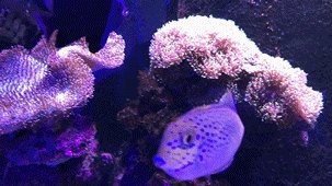 重慶水族店【探訪重慶最大水族市場馬里奧來的奧利奧sealife】