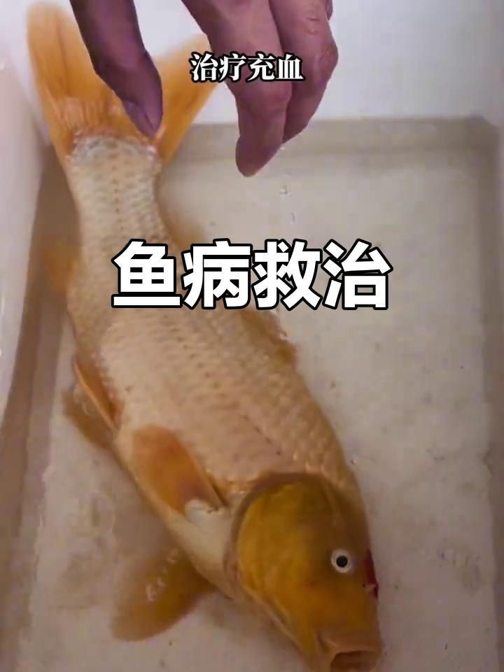 龍魚(yú)充血能否用土霉素治療【土霉素可以治療龍魚(yú)充血嗎】