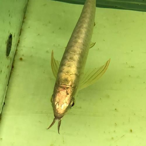 金龍魚過背高背分解圖【關于金龍魚過背與高背特征的詳細分解說明】 金龍魚過背高背分解圖【關于金龍魚過背與高背特征的詳細分解說明】 龍魚百科 第18張