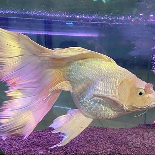 蝴蝶鯉百科【蝴蝶鯉:一種驚艷的高顏值觀賞魚】