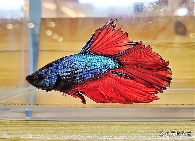 龍魚打架后需要停食嗎？【養魚老道龍魚打架受傷，如何能夠快速地康復養魚老道】 龍魚打架后需要停食嗎？【養魚老道龍魚打架受傷，如何能夠快速地康復養魚老道】 龍魚百科 第2張