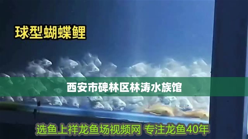 <strong><mark>碑林</mark></strong>龍魚店【<strong><mark>碑林</mark></strong>區(qū)有哪些水族館】