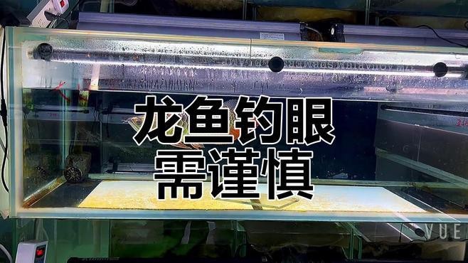龍魚掉眼手術(shù)風(fēng)險大嗎？【冷知識:原來金龍魚也會長“眼袋”】