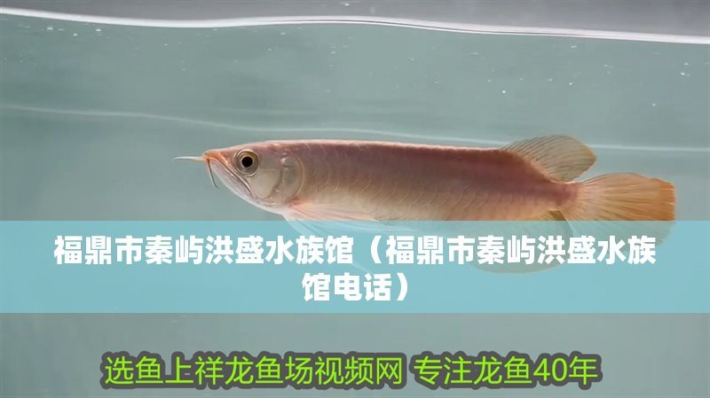 福鼎水族店【愛企查福鼎市永杰水族館怎么樣】