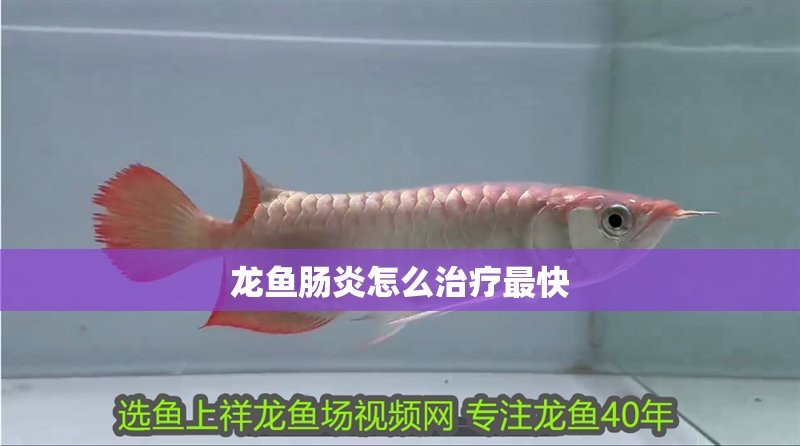 福鼎水族店【愛企查福鼎市永杰水族館怎么樣】