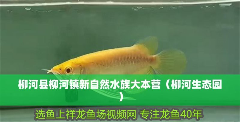 柳河水族店【柳河縣柳河鎮(zhèn)新自然水族大本營有哪些特色水族店及生態(tài)園區(qū)】 柳河水族店【柳河縣柳河鎮(zhèn)新自然水族大本營有哪些特色水族店及生態(tài)園區(qū)】 全國水族館企業(yè)名錄 第1張