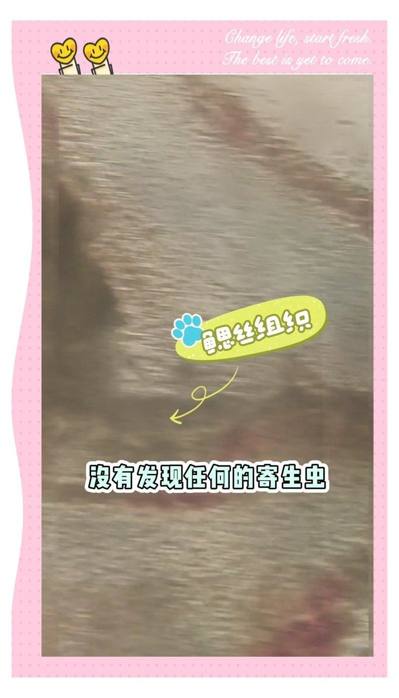 如何判斷龍魚是否交叉感染？【養(yǎng)魚老道，錦鯉交叉感染治療全攻略】