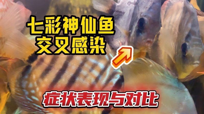 如何判斷龍魚是否交叉感染？【養(yǎng)魚老道，錦鯉交叉感染治療全攻略】