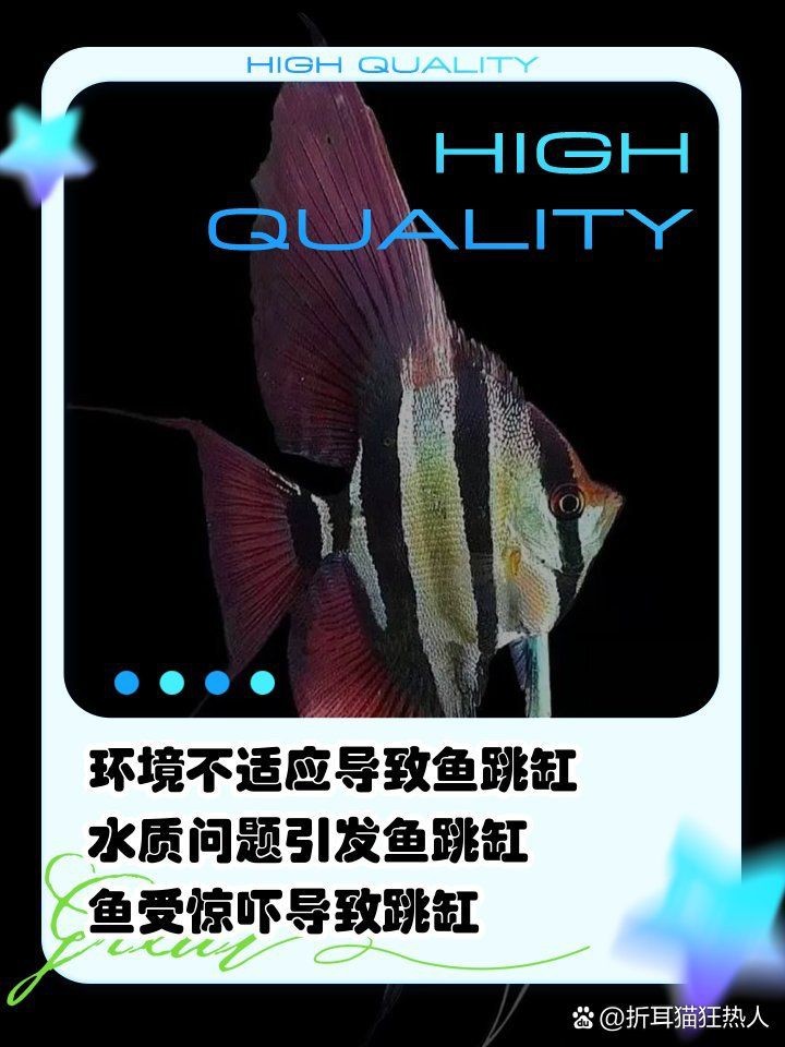 虎魚跳缸什么原因【虎魚跳缸的原因及解決方案】