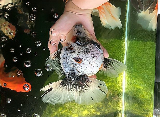 雷龍魚死亡后應(yīng)該如何處理？【雷龍魚死亡后正確消毒方法】