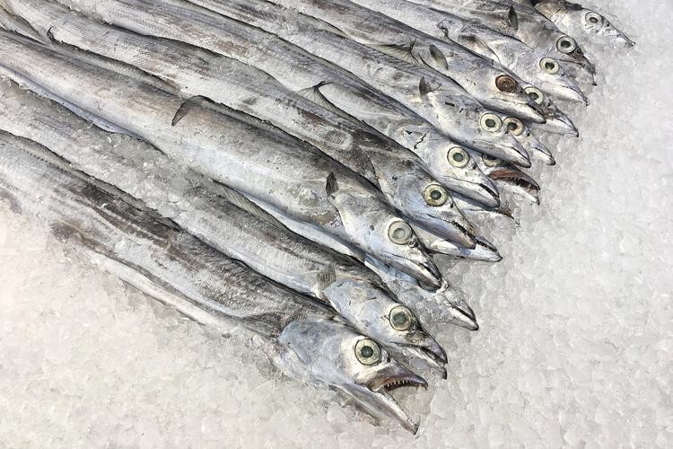 刀魚和帶魚圖片對比【刀魚與帶魚是兩種常被混淆的魚類，從多維度進行詳細對比】