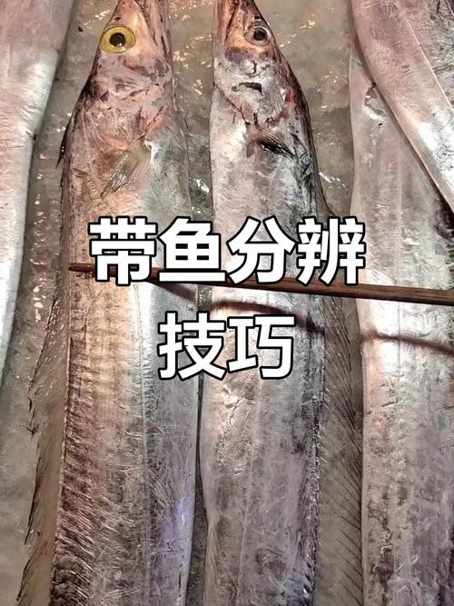 刀魚和帶魚圖片對比【刀魚與帶魚是兩種常被混淆的魚類，從多維度進行詳細對比】