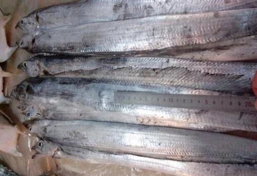 刀魚和帶魚圖片對比【刀魚與帶魚是兩種常被混淆的魚類，從多維度進行詳細對比】