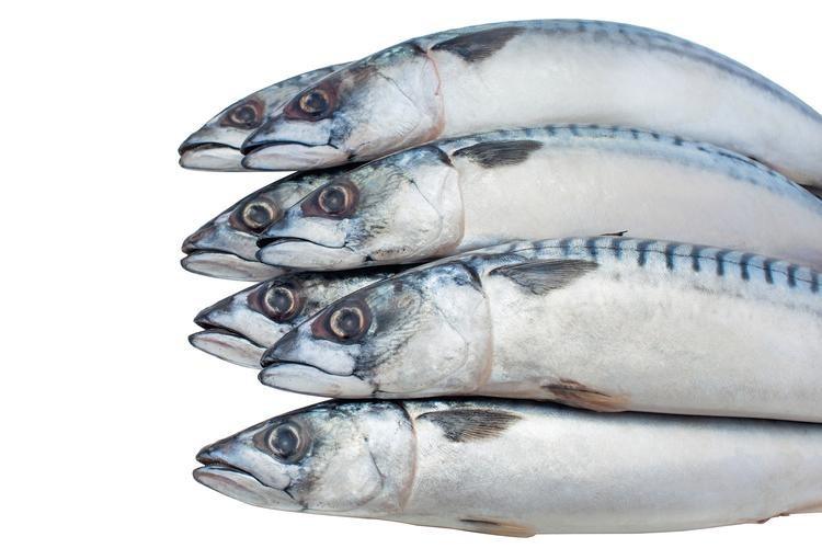 刀魚和帶魚圖片對比【刀魚與帶魚是兩種常被混淆的魚類，從多維度進行詳細對比】