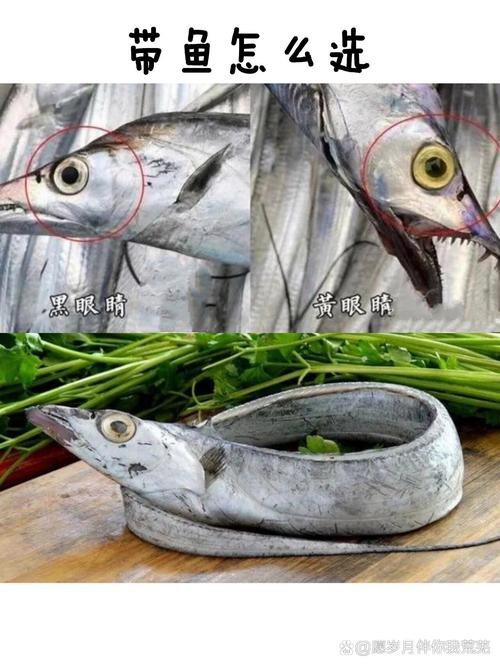 刀魚和帶魚圖片對比【刀魚與帶魚是兩種常被混淆的魚類，從多維度進行詳細對比】