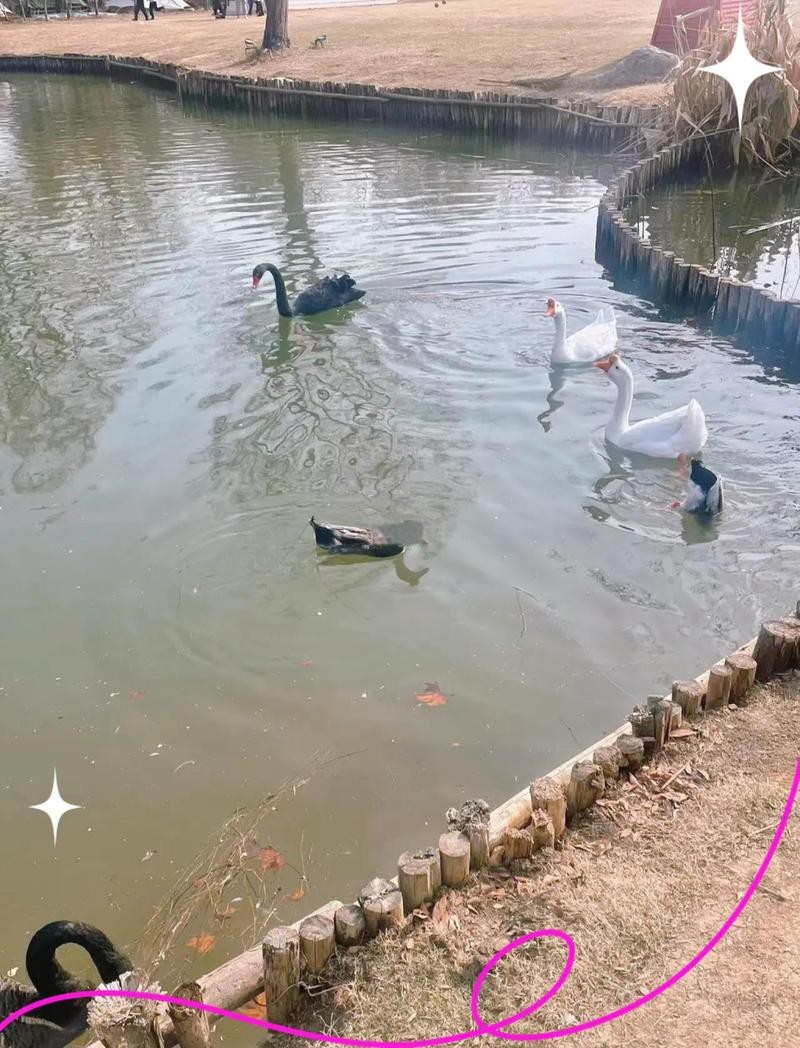 鐘山龍魚店【廣州鐘山區龍魚香烤魚燒烤店有哪些優惠活動】 鐘山龍魚店【廣州鐘山區龍魚香烤魚燒烤店有哪些優惠活動】 全國水族館企業名錄 第1張