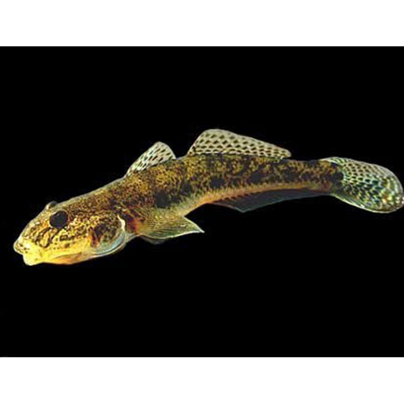 淡水刺虎魚的學名是什么【全球最好釣的魚，農民叫它“傻子魚”】 淡水刺虎魚的學名是什么【全球最好釣的魚，農民叫它“傻子魚”】 龍魚論壇 第5張