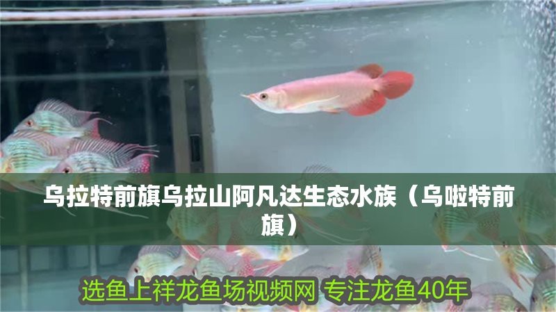 達日水族店【達日縣有沒有特色水族店】 達日水族店【達日縣有沒有特色水族店】 全國水族館企業(yè)名錄 第6張