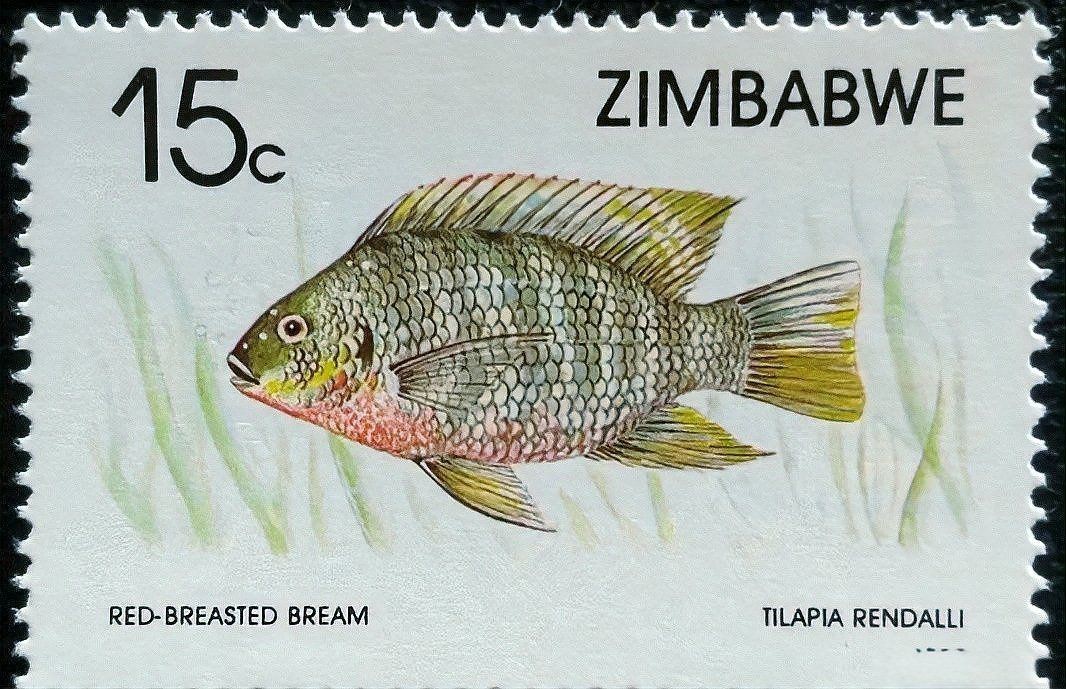 虎斑恐龍魚適應新環境需要多長時間，關于虎斑恐龍魚飼養