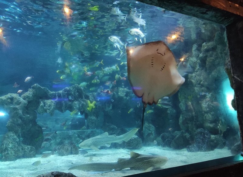 西湖水族店【杭州海底世界杭州還有哪些其他水族館有哪些特色產品】