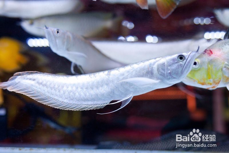 龍魚標本制作需要多長時間？【荷花不在夏天綻放,銀龍魚死了】
